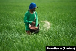 Seorang petani melemparkan pupuk ke sawah di sawah di Subang, Jawa Barat, 20 Januari 2011.(Foto: REUTERS/Beawiharta)