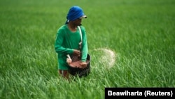 Seorang petani menyemprotkan pupuk ke sawah di sawah di Subang, Jawa Barat, 20 Januari 2011.(Foto: REUTERS/Beawiharta)