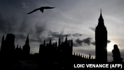 Seekor burung camar terbang menuju Istana Westminster, gedung parlemen di London pada 11 September 2022. (Foto: AFP/LOIC VENANCE)