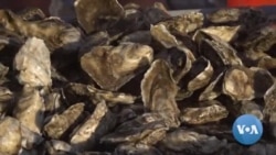Oysters Helping Clean Largest Estuary in US
