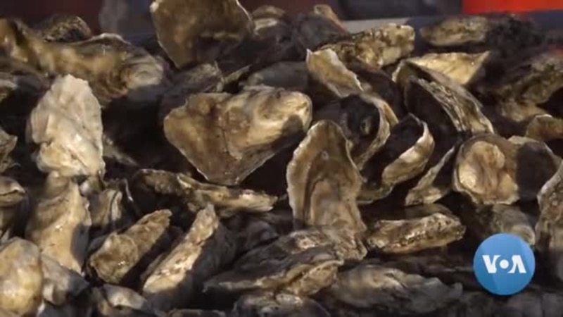 Oysters Helping Clean Largest Estuary in US