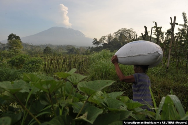 Seorang petani membawa sekantong pupuk saat Gunung Agung mengeluarkan asap di Desa Sidemen, Karangasem, Bali, 6 Desember 2017. (Foto: Antara/Nyoman Budhiana via REUTERS)