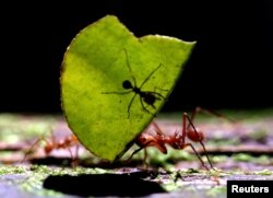 A Leaf-cutting Ant (Atta cephalotes) carries a leaf with another ant at La Selva biological station in Sarapiqui, 80 miles (129 km) north of San Jose, Costa Rica January 12, 2006. (REUTERS/Juan Carlos Ulate)