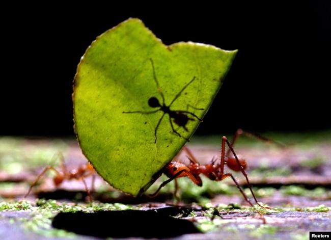 A Leaf-cutting Ant (Atta cephalotes) carries a leaf with another ant at La Selva biological station in Sarapiqui, 80 miles (129 km) north of San Jose, Costa Rica January 12, 2006. (REUTERS/Juan Carlos Ulate)