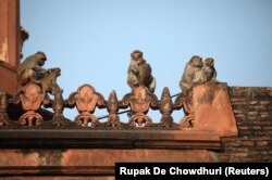 Sejumlah monyet sedang duduk-duduk di dinding perbatasan bangunan bersejarah Taj Mahal, di Agra, India, 23 Februari 2020. (Foto: REUTERS/Rupak De Chowdhuri)