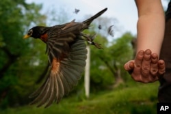 Avian ecologist and Georgetown University Ph.D. student Emily Williams releases an American robin, too light to be fitted with an Argos satellite tag, after gathering samples and data and applying bands on April 28, 2021, in Cheverly, Md. (AP Photo/Carolyn Kaster, File)