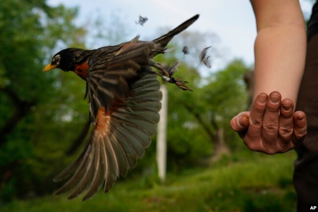 Avian ecologist and Georgetown University Ph.D. student Emily Williams releases an American robin, too light to be fitted with an Argos satellite tag, after gathering samples and data and applying bands on April 28, 2021, in Cheverly, Md. (AP Photo/Carolyn Kaster, File)