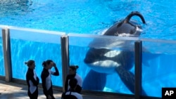 SeaWorld Reports a Very Sick 'Blackfish'