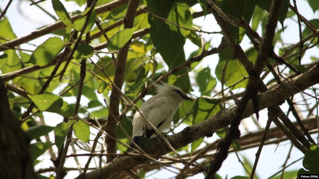 Komunitas Internasional Siap Lestarikan Jalak Bali Yang Hampir Punah