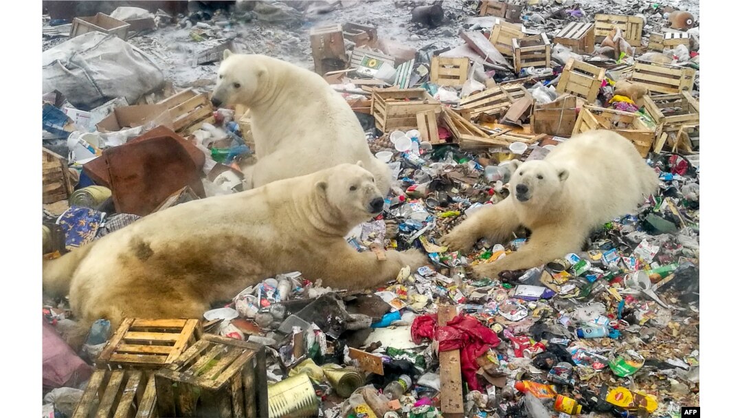 Polar bears feed at a garbage dump near the village of Belushya Guba, Oct. 31, 2018. The village in the remote Russian northern Novaya Zemlya archipelago is a tightly-controlled military area where a state of emergency was declared in February after dozens of bears were seen entering homes and public buildings.