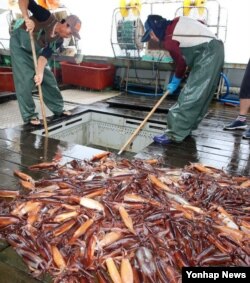 충청남도 태안 앞바다에 오징어 어장이 형성되면서 25일 근흥면 신진도 위판장에 오징어가 쌓이고 있다. (태안군 제공)