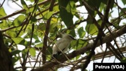 Burung Jalak Bali yang hidup di alam liar kawasan Taman Nasional Bali Barat (Foto: VOA/ Petrus)