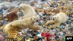 Polar bears feed at a garbage dump near the village of Belushya Guba, Oct. 31, 2018. 