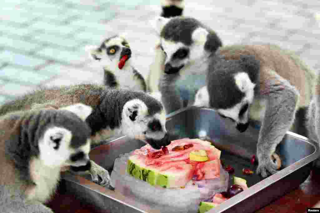 Ring-tailed lemurs eat a slice of watermelon on ice during the hot weather, at a zoo in Changzhou, Jiangsu province, China, July 18, 2018.