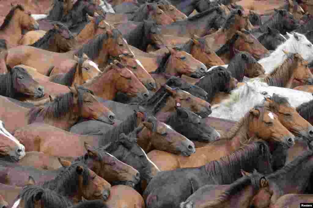 Kuda-kuda liar tampak berkumpul pada peristiwa tradisional &quot;Rapa das Bestas&quot; di desa Sabucedo, Pontevedra, Spanyol.