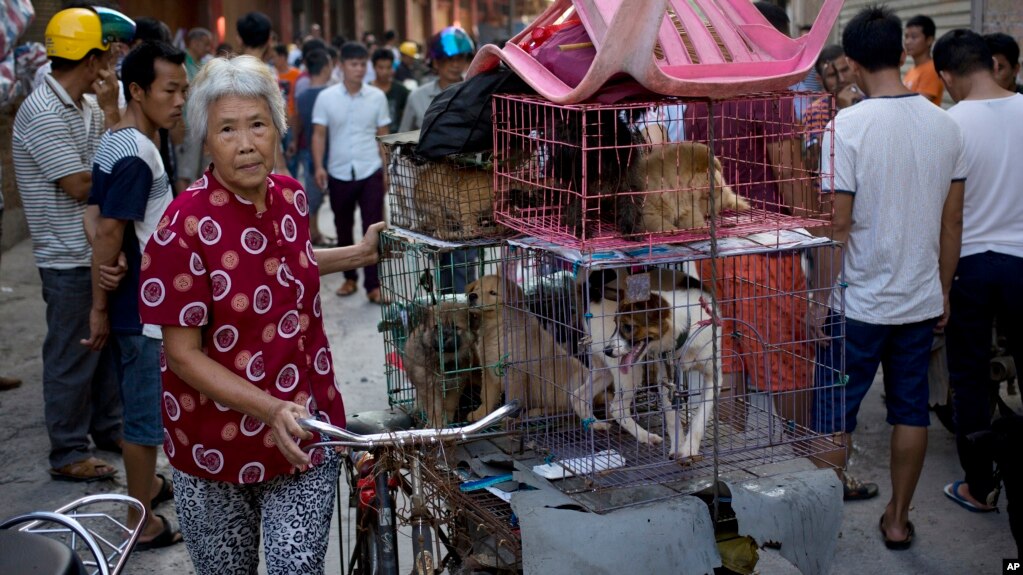 Một phụ nữ chở chó ra chợ bán nhân Lễ hội thịt chó ở Ngọc Lâm, Khu tự trị Dân tộc Tráng Quảng Tây, Trung Quốc, ngày 21/6/16