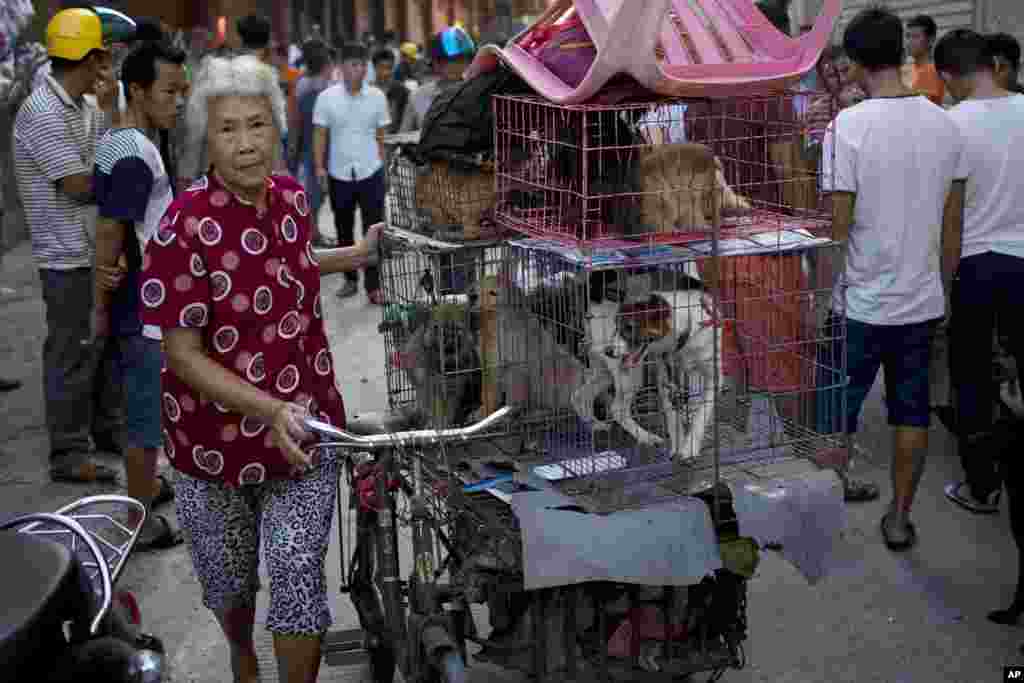 Một phụ nữ chở những lồng chó tới một khu chợ để bán trong lễ hội thịt chó ở thành phố Ngọc Lâm thuộc khu tự trị Dân tộc Tráng Quảng Tây ở phía nam Trung Quốc. Những chủ nhà hàng đang tổ chức lễ hội thịt chó thường niên bất chấp những chỉ trích của quốc tế.