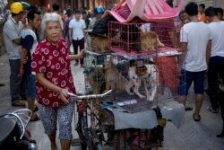 A woman with a load of dogs on her tricycle cart arrives at a market for sale during a dog meat festival in Yulin in south China's Guangxi Zhuang Autonomous Region, June 21, 2016.