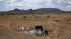 S. African Drought Threatens Crops, Herds