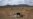 S. African Drought Threatens Crops, Herds