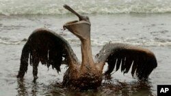 En esta foto de archivo del 3 de junio de 2010, un pelícano marrón cubierto de petróleo intenta levantar sus alas en la playa de East Grand Terre Island a lo largo de la costa de Louisiana. 