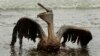 En esta foto de archivo del 3 de junio de 2010, un pelícano marrón cubierto de petróleo intenta levantar sus alas en la playa de East Grand Terre Island a lo largo de la costa de Louisiana. 