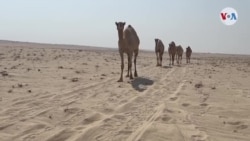 Camellos en Qatar