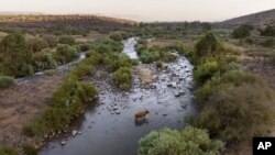 ARCHIVO - Una vaca cruza el río Jordán cerca del kibbutz Karkom, norte de Israel, 30 de julio de 2022.