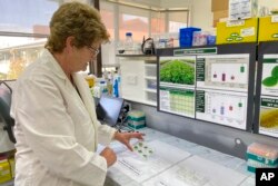 Christine Voisey, ilmuwan senior di AgResearch, memeriksa sampel daun di laboratorium di Palmerston North, Selandia Baru, 3 November 2022. (AP/Nick Perry)