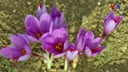 Yunanıstanın qırmızı qızılı – zəfəran