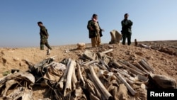 Bones, suspected to belong to members of Iraq's Yazidi community, are seen in a mass grave on the outskirts of the town of Sinjar, November 30, 2015.