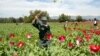 Produksi Opium Afghanistan Meningkat 87 Persen