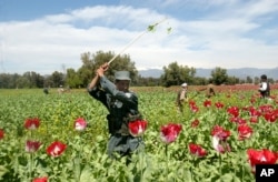 FILE - An Afghan police officer is seen destroying opium poppies on the field during a poppy eradication campaign in Nangarhar province, east of Kabul, Afghanistan, April 2, 2007.