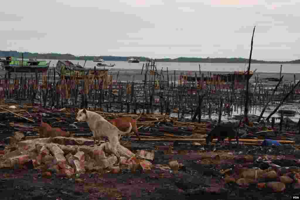 2012年11月，流浪狗在被焚毁的若开邦穆斯林社区皎漂(Kyauk Phyu)找吃的。(D. Schearf/VOA)