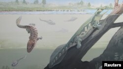 Two newly discovered early amphibians Tutusius and Umzantsia that lived about 360 million years ago during the Devonian Period whose partial remains were unearthed at the Waterloo Farm site in South Africa are shown in this artist’s illustration, released June 7, 2018.