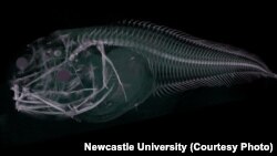 Scan of one of the Atacama snailfish.