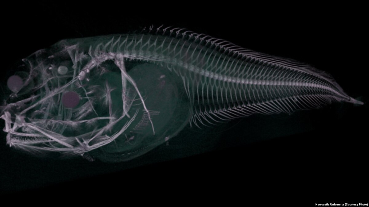 Three New Species of Fish Found at Bottom of Pacific Ocean