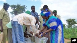 People sharing and distributing aflasafe on a farm in Nigeria.