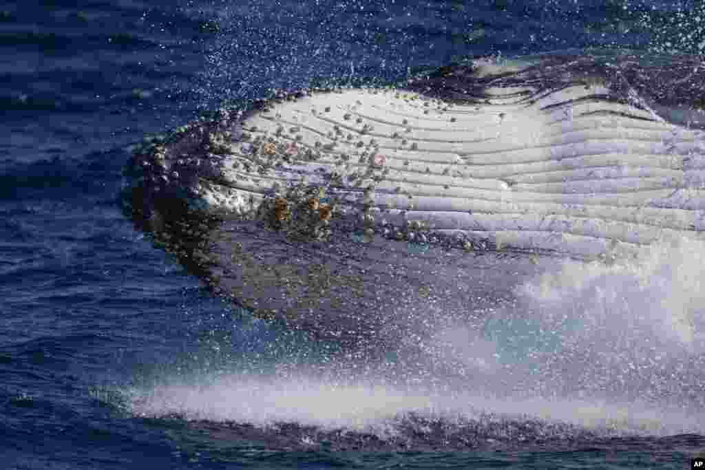 A humpback whale breaches off the coast of Port Stephens, Australia.