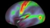 Mind Over Gray Matter: New Map Lays Out Brain's Cerebral Cortex