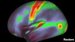 A map of myelin content (red, yellow are high myelin; indigo and blue are low myelin) in the left hemisphere of cerebral cortex is pictured in this undated handout image.