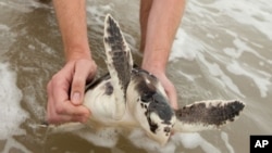 'Turtle: The Incredible Journey,' is a film about the migratory cycle of loggerhead turtles, a process many don't survive.