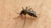 Le virus Zika détecté dans l'urine et la salive