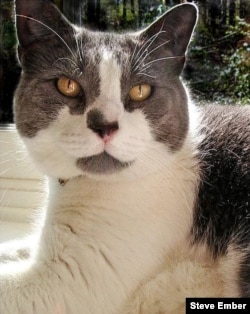 Mewer enjoys the sunshine in his bay window. (Steve Ember/VOA)