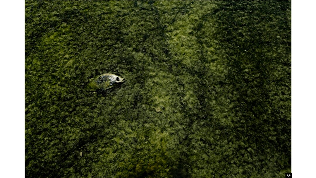 A dead tilapia floats among algae in a shallow Salton Sea bay near Niland, California, April 29, 2015.