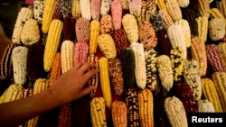 FILE - A farmer sells different types of corn native to the Andes at the Gastronomic Fair 'Mistura' 2010 in Lima Sept. 7, 2010. 