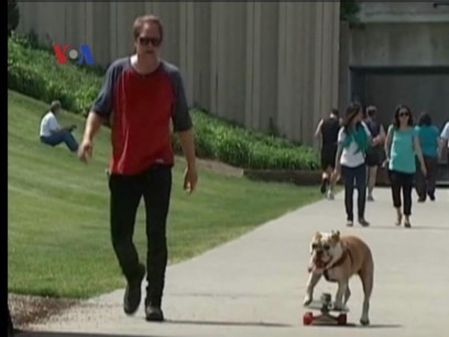 Anjing Main Skateboard - Liputan Feature VOA