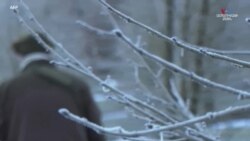 Ֆրանսիական ավանդական գաստրոնոմիայի առաջատար բաղադրիչը՝ տրյուֆելը վերջին տարիներին դարձել է նորաձև ապրանք: