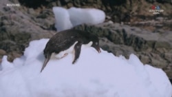 Այսօր պինգվինների իրազեկման օրն է