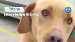 Sakarya’nın Sevimli Köpeği Sarı Polislerin Peşinde 